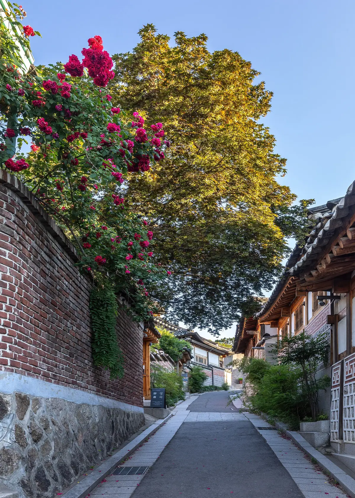 A lane in Bukchon lined with hanok walls and a flowering rosebush